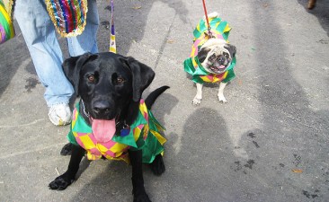 barkus-dogs-pic