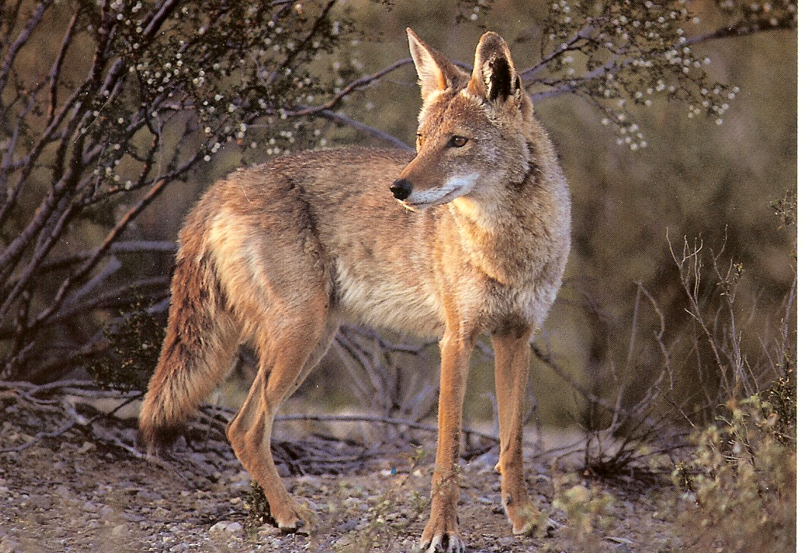 coyote1