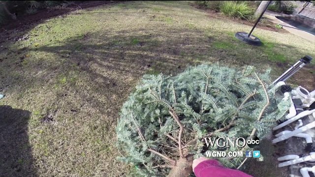 Christmas Tree Recycling Begins