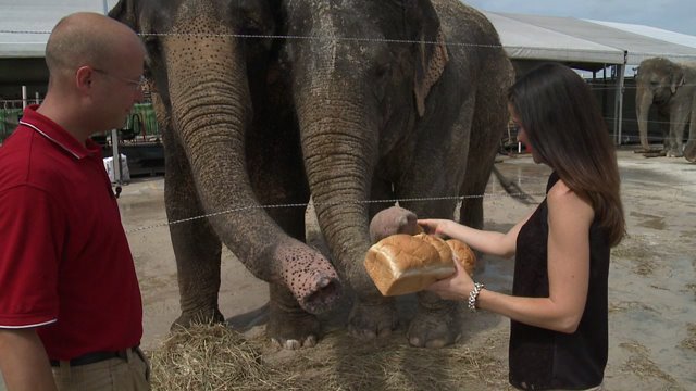 Behind the Scenes at The Circus: Meet the Elephants or ‘The Divas’ of the Show