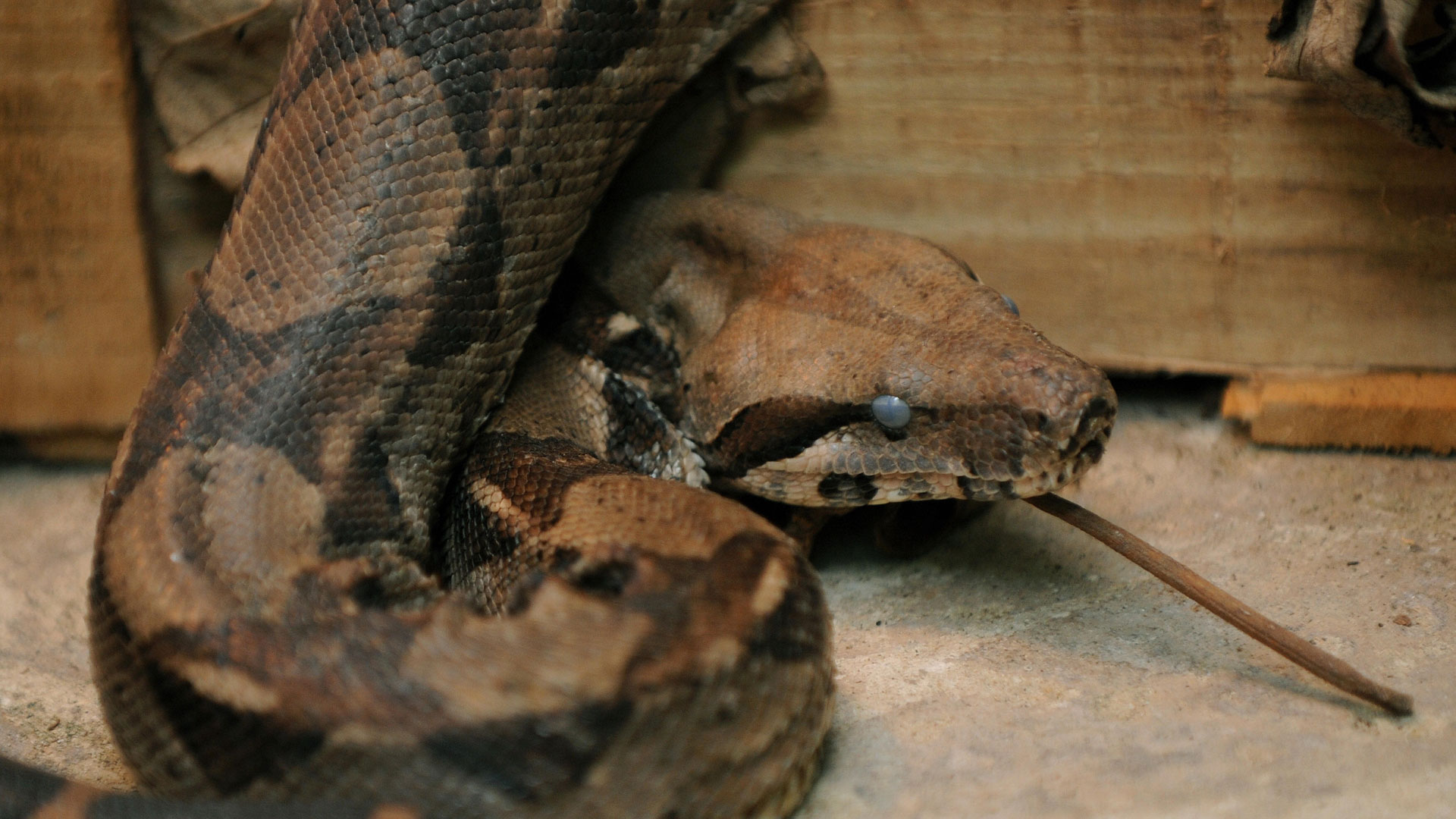 Boa constrictor