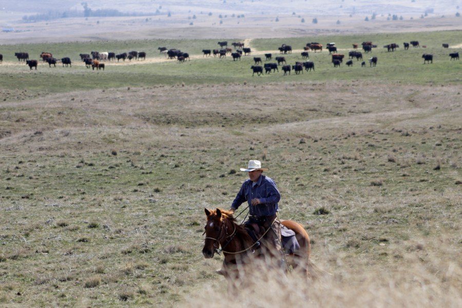 Cattle rancher Joe Whitesell rides his horse in a field near Dufur, Oregon, as he helps a friend herd cattle. Tiny towns tucked into Oregon's windswept plains and cattle ranches miles from anywhere in South Dakota might not have had a single case of the new coronavirus yet, but their residents fear the spread of the disease to areas with scarce medical resources, the social isolation that comes when the only diner in town closes its doors and the economic free fall that's already hitting them hard. (AP Photo/Gillian Flaccus)