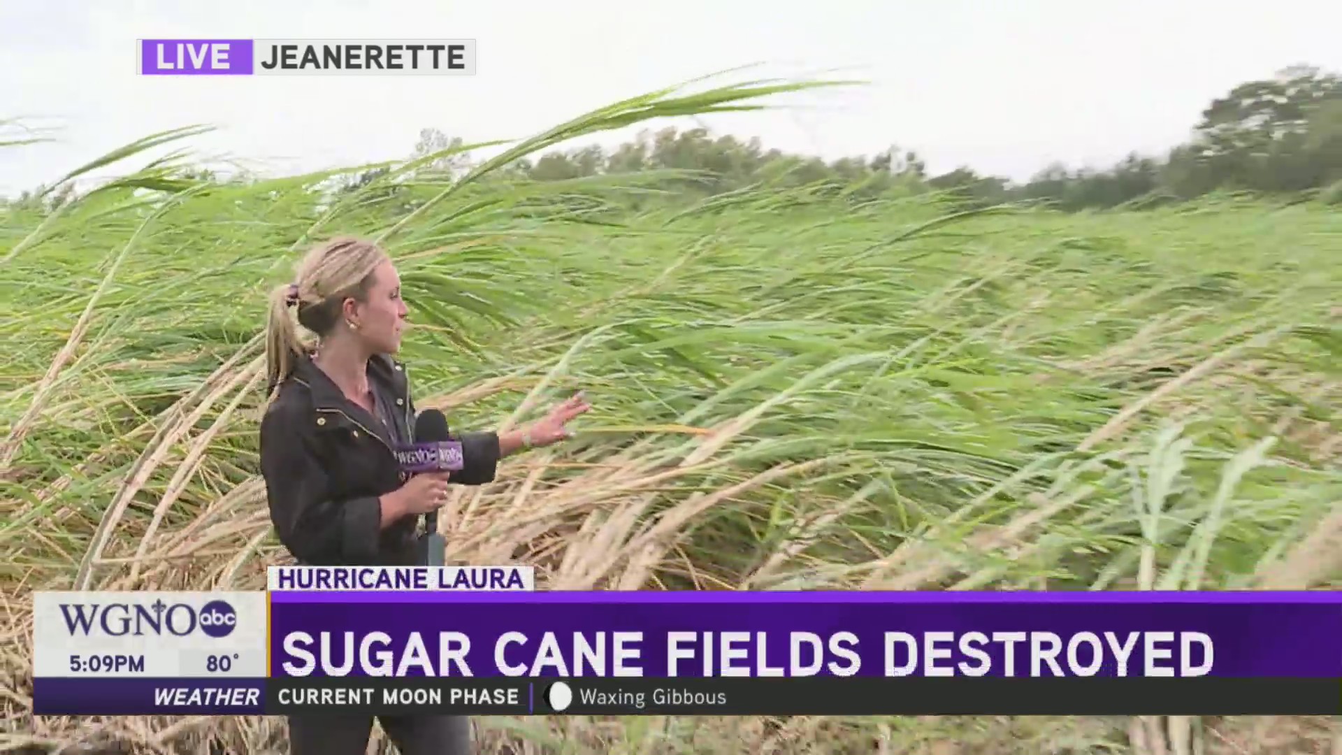 Sugarcane Fields destroyed