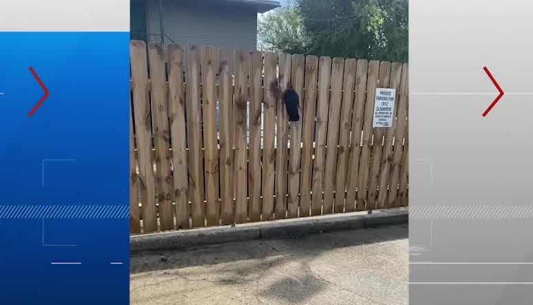 Crow stuck in fence