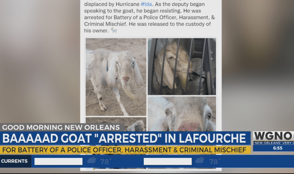 LAFOURCHE GOAT ARRESTED