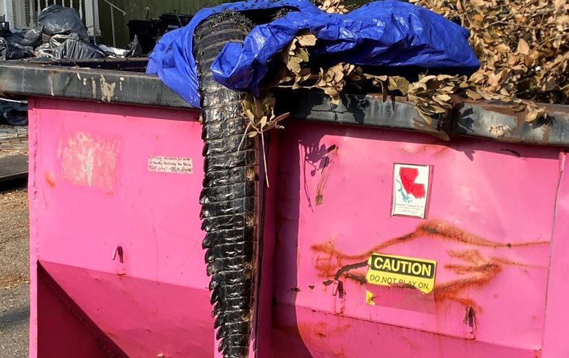 Alligator in New Orleans Dumpster