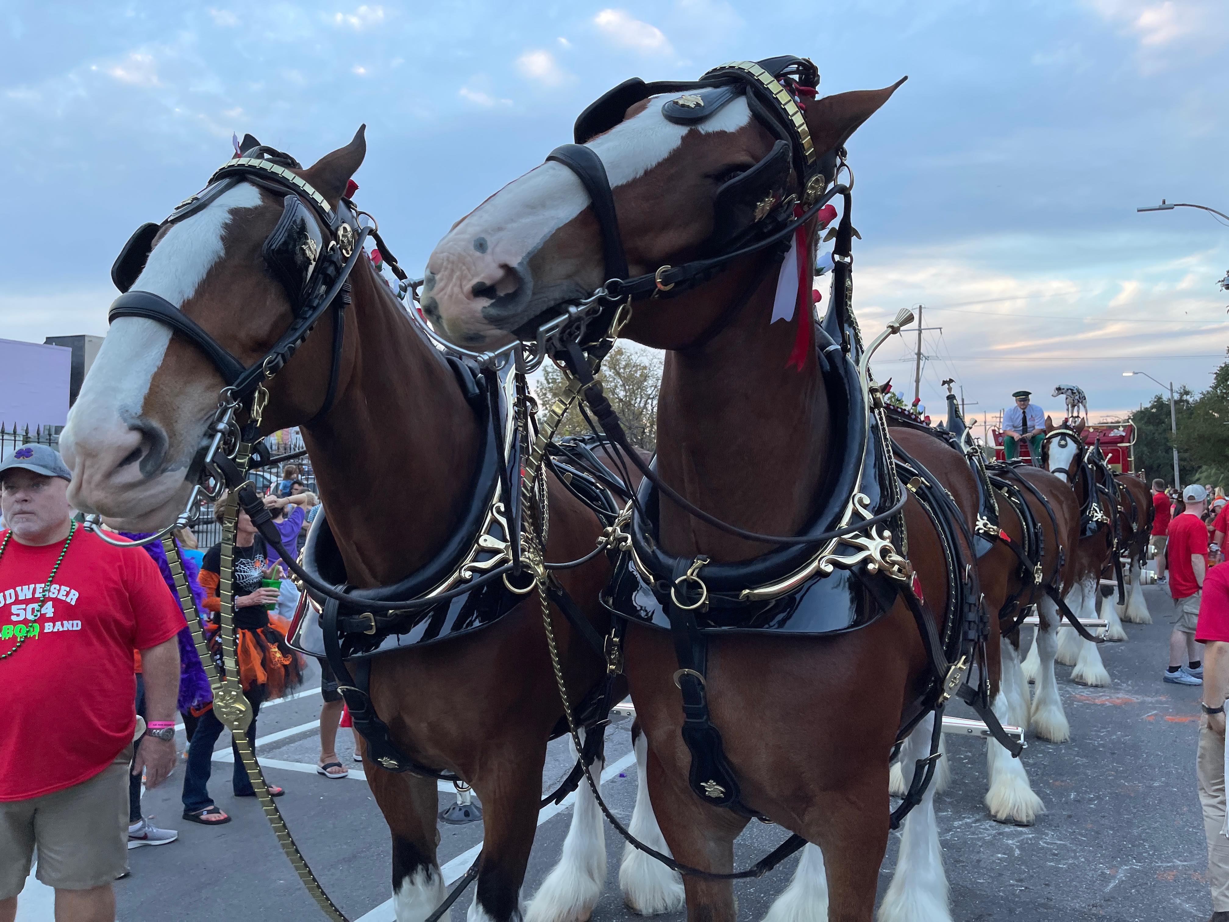 https://digital-staging.wgno.com/news/local/gallery-krewe-of-boo-rolls-through-and-haunts-new-orleans/