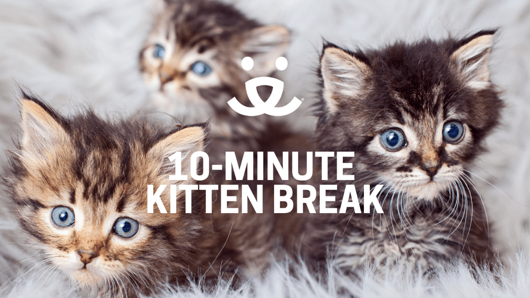 Kitten Break