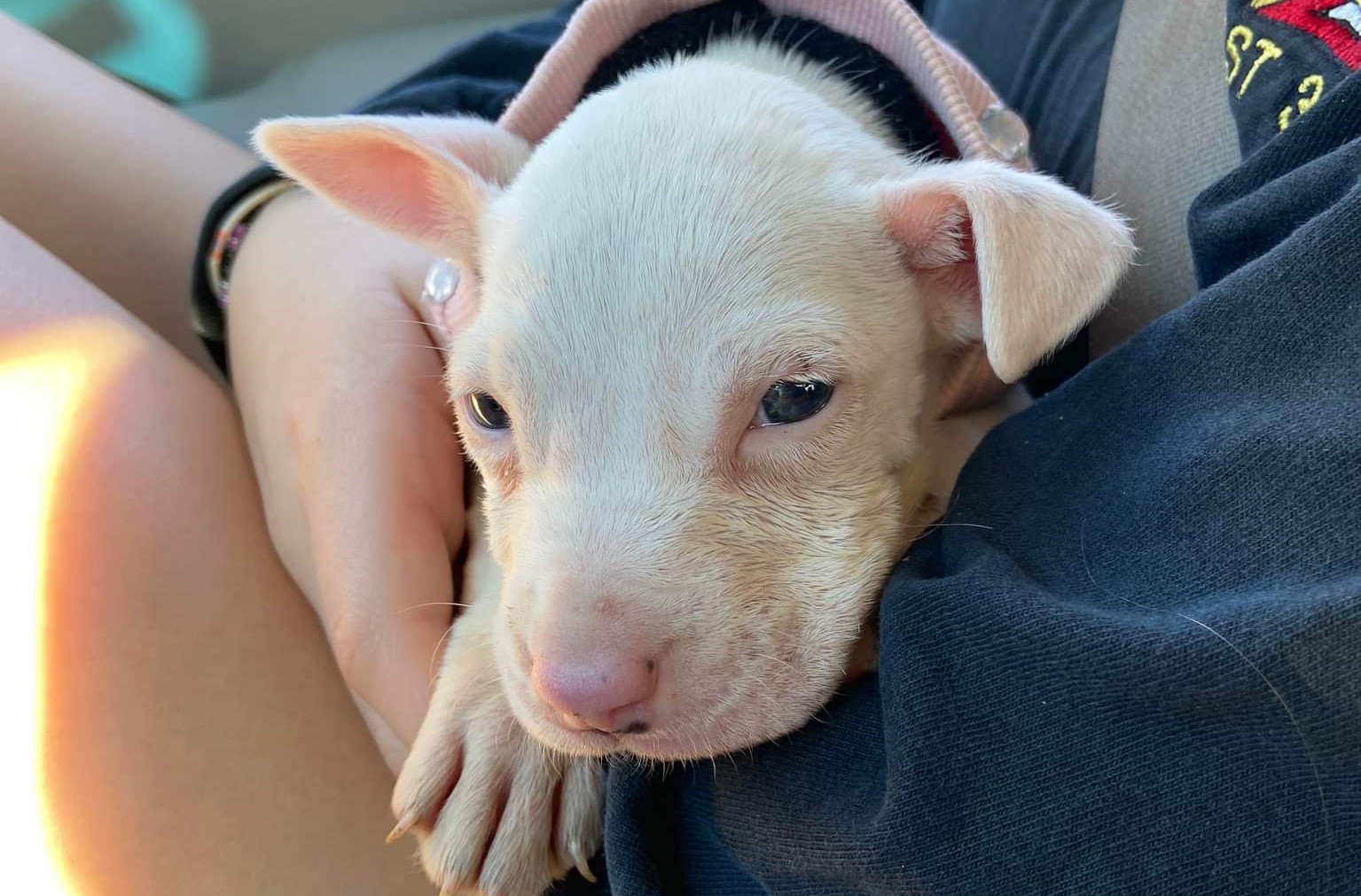 https://digital-staging.wgno.com/news/louisiana/washington-parish/local-puppy-found-in-cardboard-box-needs-your-help/