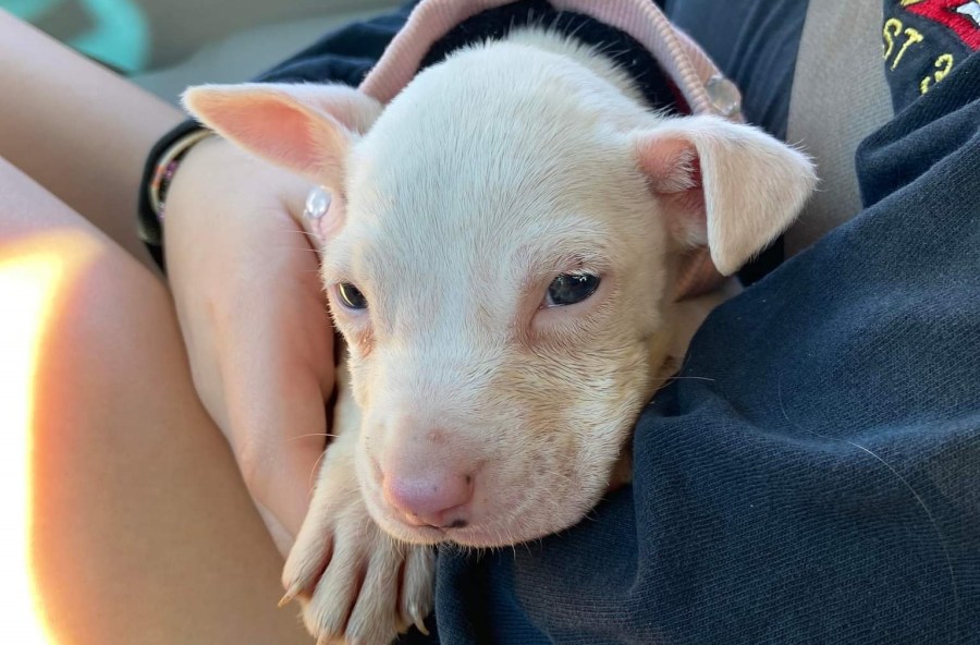 https://digital-staging.wgno.com/news/louisiana/washington-parish/local-puppy-found-in-cardboard-box-needs-your-help/