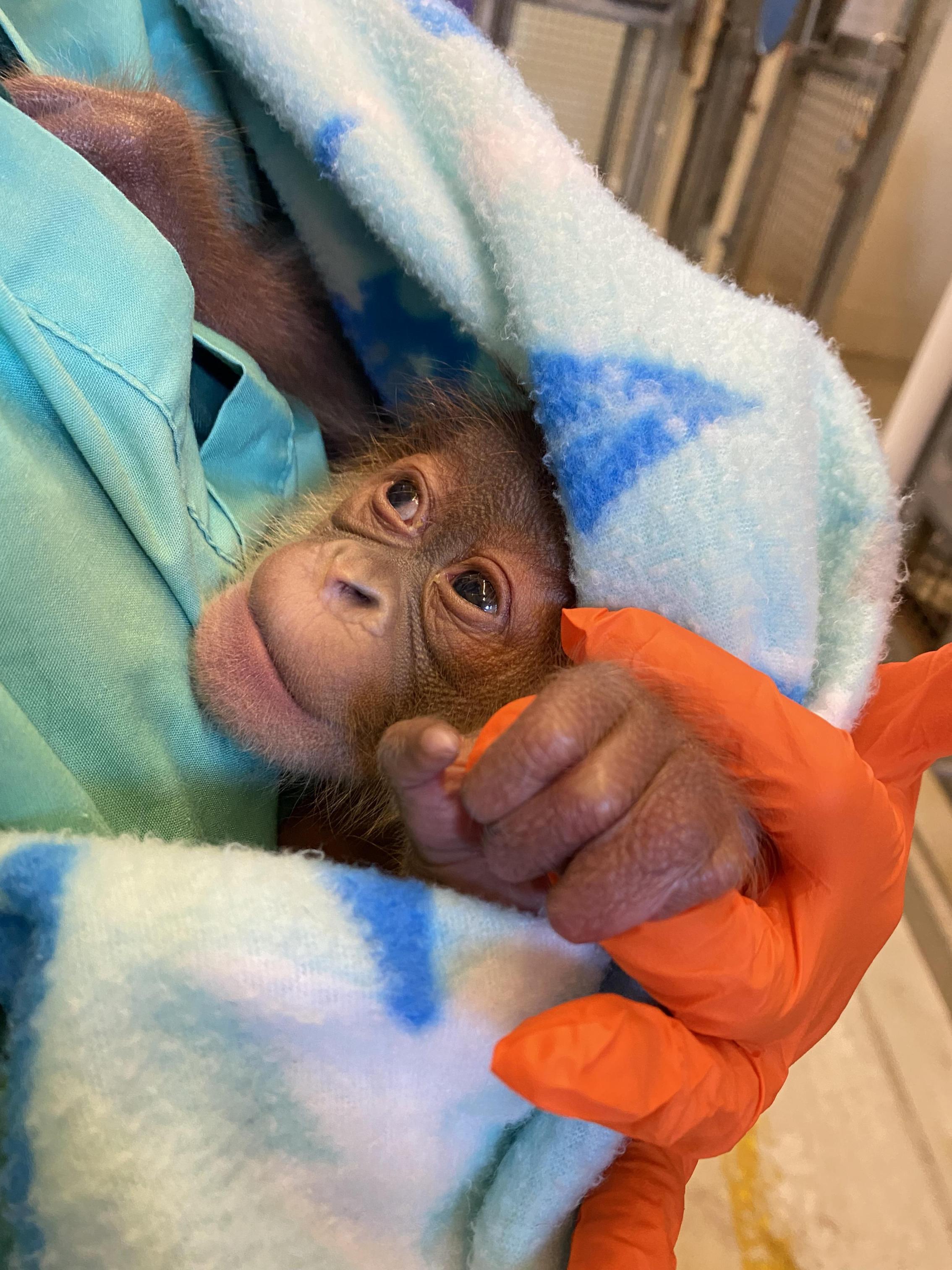 https://digital-staging.wgno.com/news/local/audubon-zoo-welcomed-its-newest-resident-on-christmas-eve/