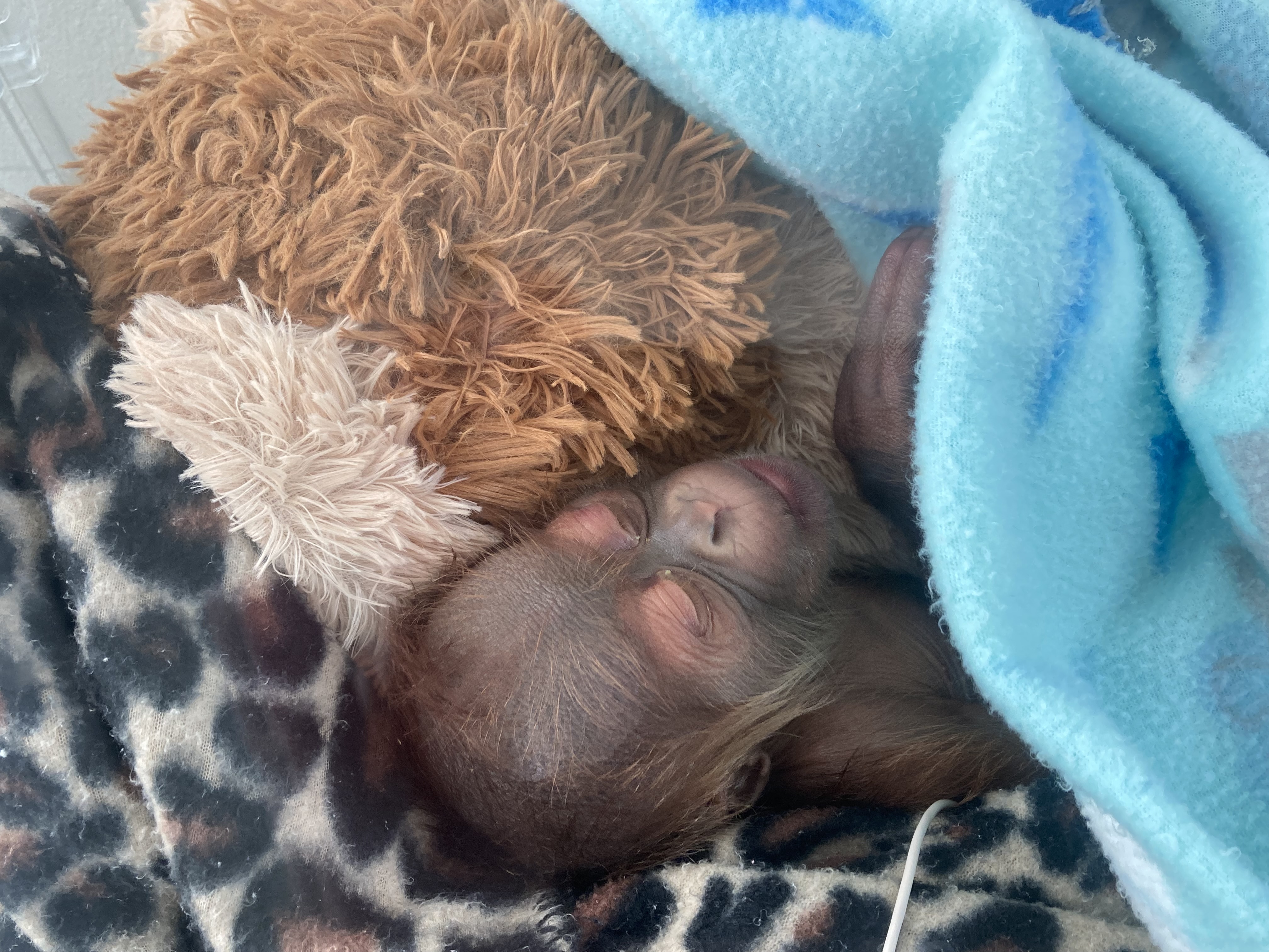 https://digital-staging.wgno.com/news/local/audubon-zoo-welcomed-its-newest-resident-on-christmas-eve/