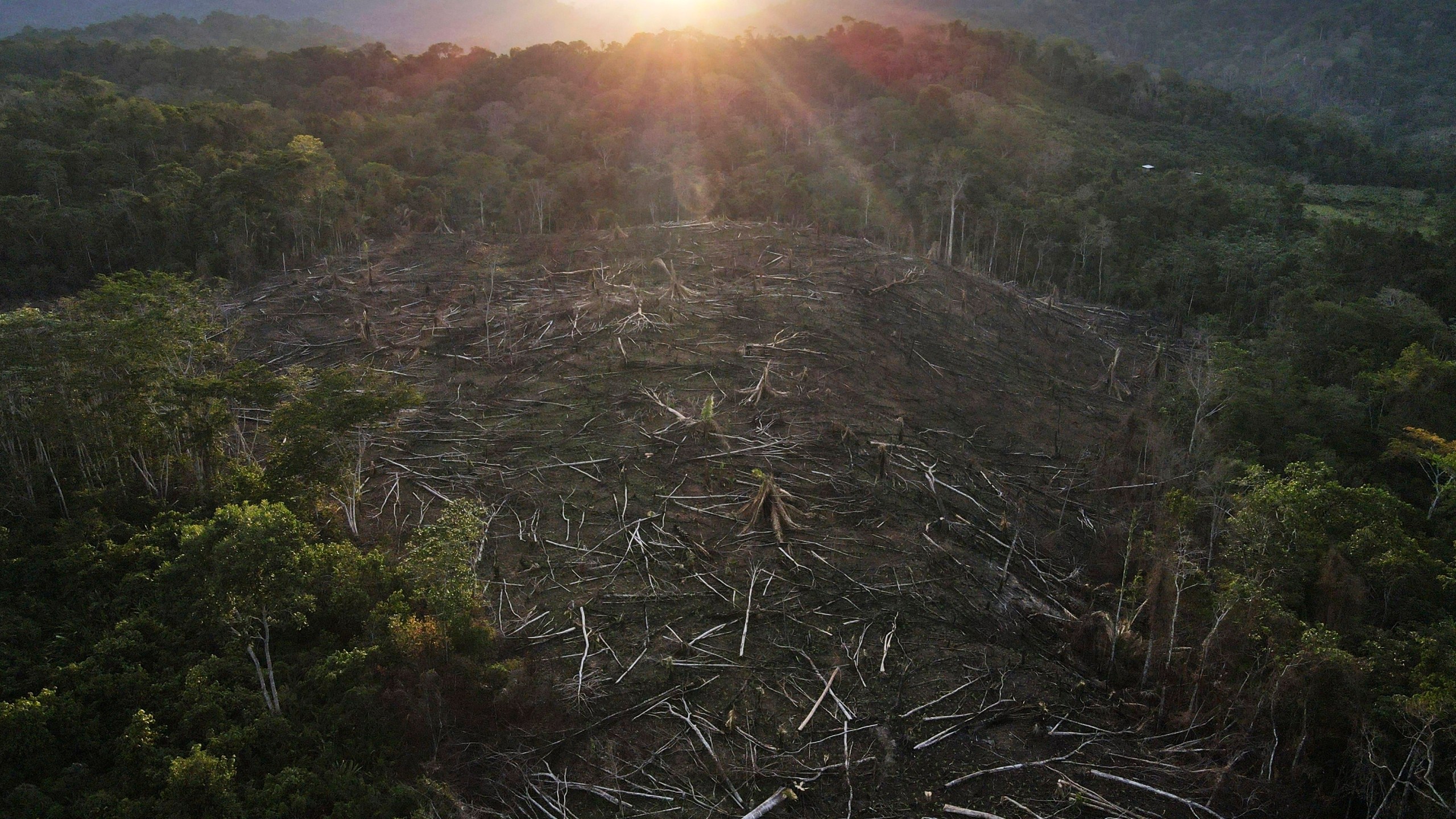 FILE - Cut down trees lie within view of the Cordillera Azul National Park in Peru's Amazon, Oct. 3, 2022. A landmark ruling that an Indigenous community in the Peruvian Amazon could reclaim ancestral rainforests was tossed out by an appeals court in a move some legal experts called irregular. (AP Photo/Martin Mejia, File)