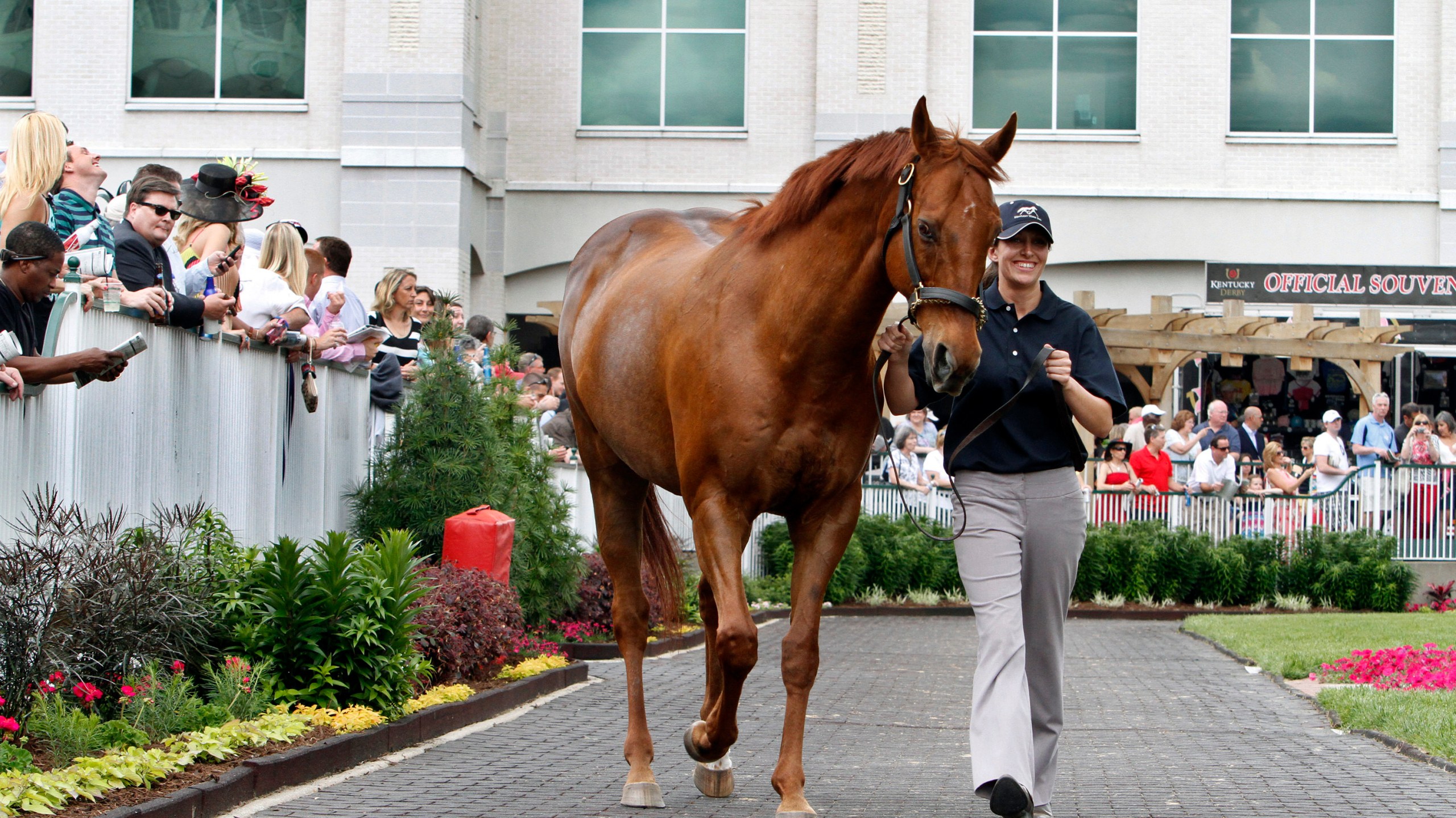 FILE - Kentucky Horse Park worker Dixie Hayes leads 2003 Kentucky Derby winner Funny Cide around the paddock at Churchill Downs, May 2, 2013, in Louisville, Ky. Cide, the “Gutsy Gelding” who became a fan favorite after winning the Kentucky Derby and Preakness in 2003, has died of complications resulting from colic on Sunday, July 16, 2023. He was 23. (AP Photo/Garry Jones, File)