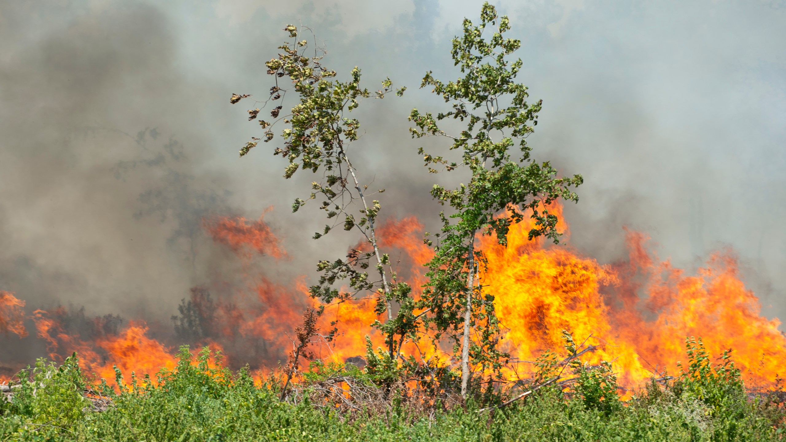 Fires burn along Highway 27 in Beauregard Parish, La., Thursday, Aug. 24, 2023. The wildfire in southwestern Louisiana forced 1,200 residents in the town of Merryville, located in Beauregard Parish, to evacuate on Thursday. (Brad Bowie/The Times-Picayune/The New Orleans Advocate via AP)