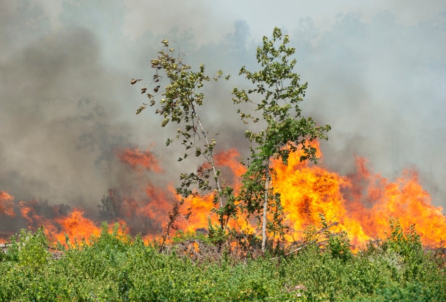 Fires burn along Highway 27 in Beauregard Parish, La., Thursday, Aug. 24, 2023. The wildfire in southwestern Louisiana forced 1,200 residents in the town of Merryville, located in Beauregard Parish, to evacuate on Thursday. (Brad Bowie/The Times-Picayune/The New Orleans Advocate via AP)