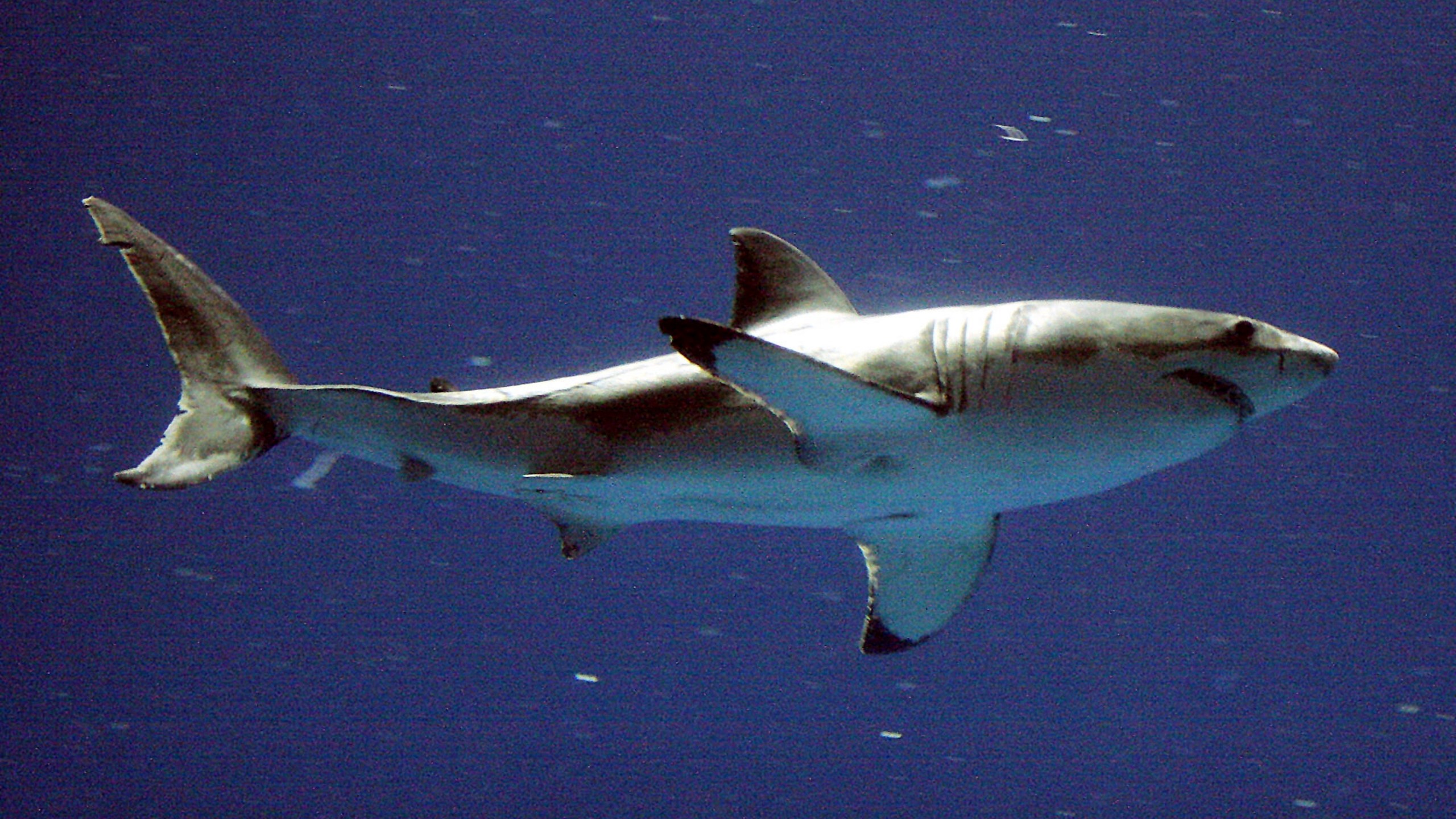 FILE - A great white shark swims at the Monterey Bay Aquarium's million-gallon, multi-species Outer Bay Exhibit, Wednesday, Sept. 15, 2004, in Monterey, Calif. Scientists with a Boston aquarium are encouraging beachgoers to report sightings of white sharks this holiday weekend after signs of shark bites were observed on multiple marine mammals. (AP Photo/Salinas Californian, Richard Green, file)