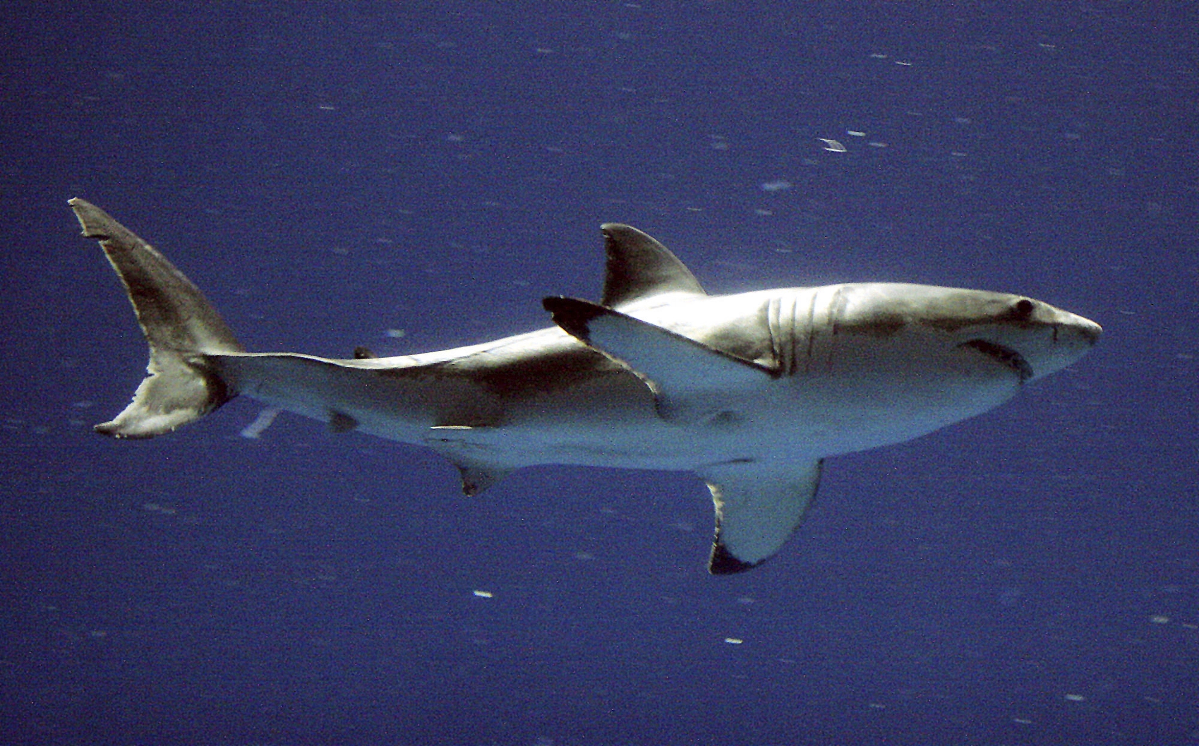 FILE - A great white shark swims at the Monterey Bay Aquarium's million-gallon, multi-species Outer Bay Exhibit, Wednesday, Sept. 15, 2004, in Monterey, Calif. Scientists with a Boston aquarium are encouraging beachgoers to report sightings of white sharks this holiday weekend after signs of shark bites were observed on multiple marine mammals. (AP Photo/Salinas Californian, Richard Green, file)