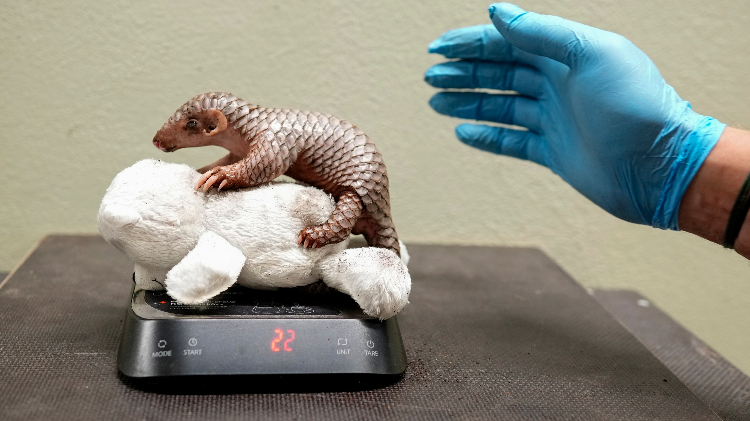 A newborn baby Chinese pangolin is weighed at the Prague zoo, Czech Republic, Wednesday, July 10, 2024. The baby female of the critically endangered animal was born on July 1, 2024. This is the second Chinese pangolin to be born here in less than two years and is doing well. (AP Photo/Petr David Josek)