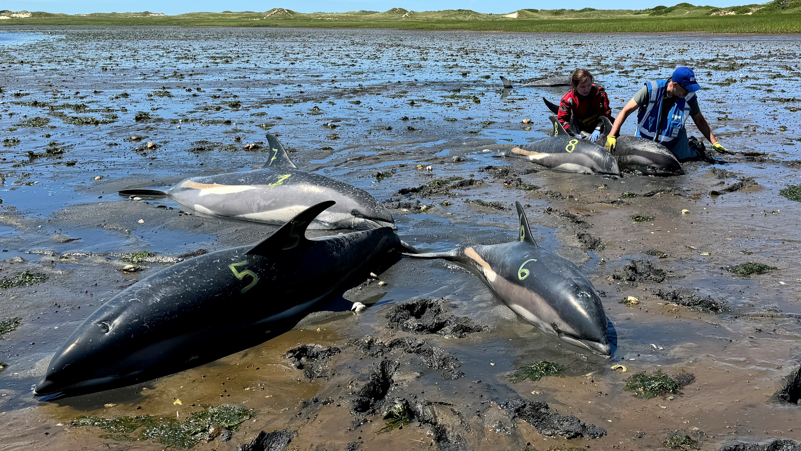 This photo provided by the International Fund for Animal Welfare shows a IFAW staff member, left, and a trained volunteer, right, working among stranded dolphins, in Wellfleet, Mass., on Cape Cod, Friday, June 28, 2024. The recent stranding of more than 100 dolphins on Cape Cod, the largest such event involving dolphins in U.S. history, is due in part to the natural geography of the cape, with its gently sloping sand flats, tidal fluctuations, proximity to productive feeding grounds, and the hook-like shape of the cape itself. (International Fund for Animal Welfare via AP)