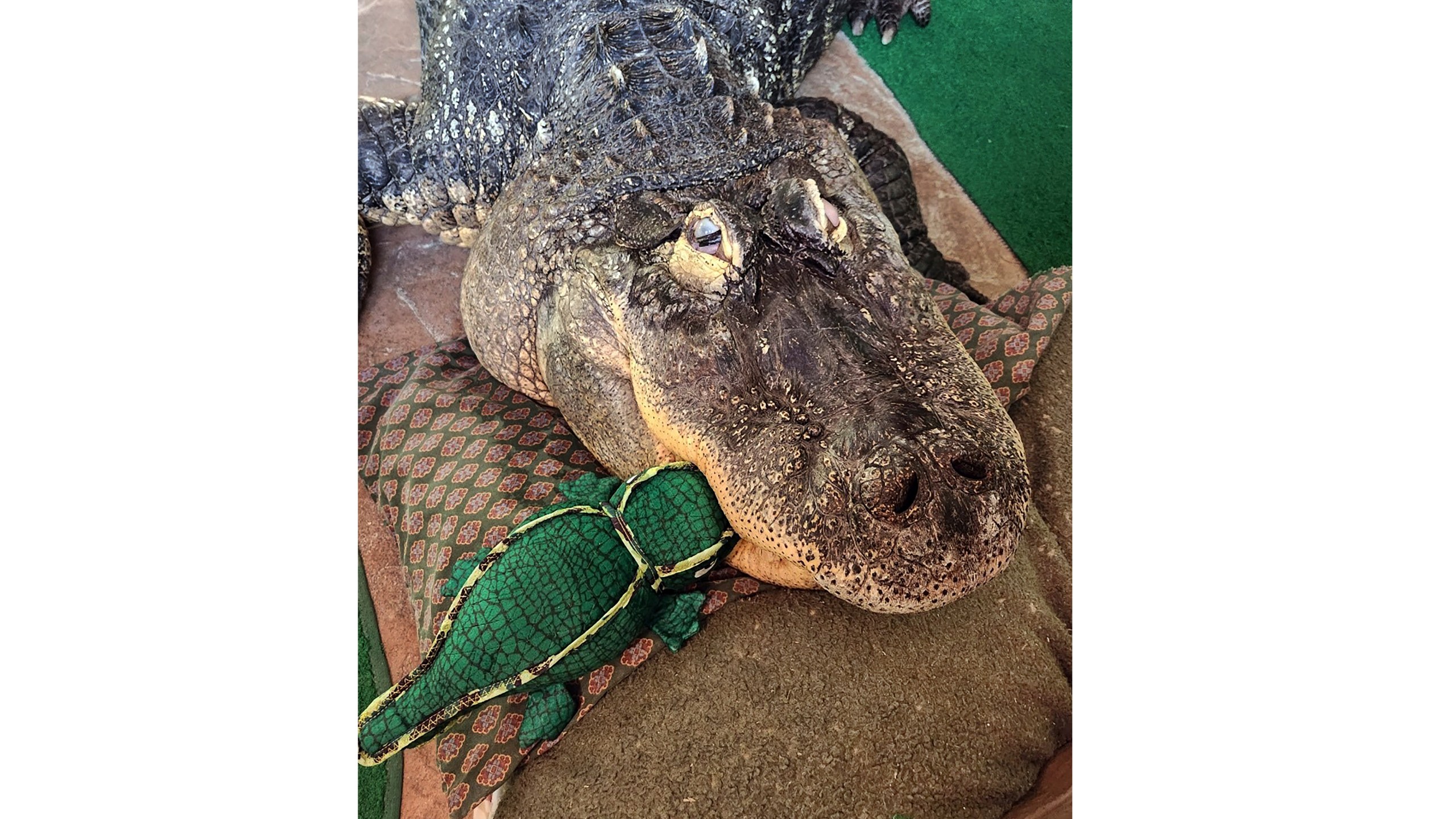 This undated photo, provided by Tony Cavallaro, shows his 750-pound alligator, Albert, in Cavallaro's personal enclosure, in Hamburg, NY. Cavallaro, whose alligator Albert was seized, is suing the state Department of Environmental Conservation in an effort to get him back, saying the agency was wrong not to renew a license for the pet he'd raised for more than 30 years. (Courtesy Tony Cavallaro via AP)